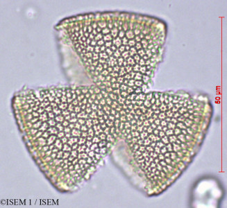 Oxalis mollissima - lame n° 29449